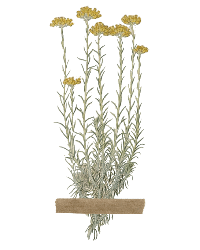 Illustration de fleurs de Corse de Yael Tomasini illustratrice et doula